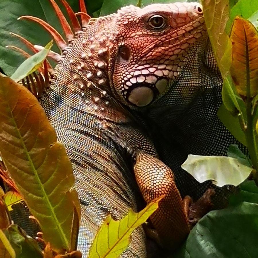 Hotel Belvedere Playa Samara Costa Rica Eksteriør billede